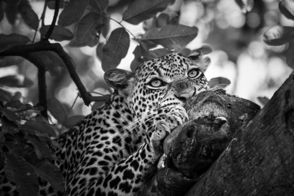 Photograph Joao Martins Pereira Breakfast on One Eyeland